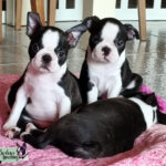 Cuccioli Boston Terrier