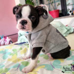 Cucciolo Boston Terrier