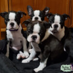 Cuccioli Boston Terrier