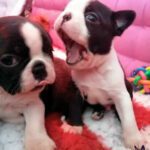 Cuccioli Boston Terrier