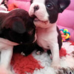 Cuccioli Boston Terrier