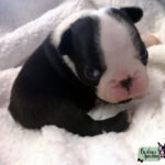 Cucciolo Boston Terrier