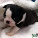 Cucciolo Boston Terrier