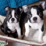 Cuccioli Boston Terrier