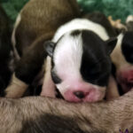 Cuccioli Boston Terrier