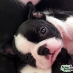 Cucciolo Boston Terrier