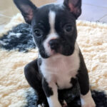 Cucciolo Boston Terrier