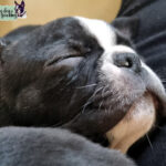 Cucciolo Boston Terrier