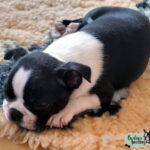 Cucciolo Boston Terrier