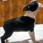 Cucciolo Boston Terrier