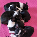 Cuccioli Boston Terrier