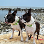 Galleria fotografica Boston Terrier Boston In Smoking