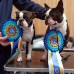 I Boston Terrier Boston In Smoking in Esposizione